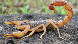 Amazon Scorpion Venom Shows Promise in Breast Cancer Treatment Research