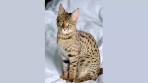 World's Most Expensive Cat Breeds: A Look at Luxury Felines and Their Price Tags