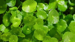 7 Best herbs for memory and brain health: Natural ways to improve focus and recall