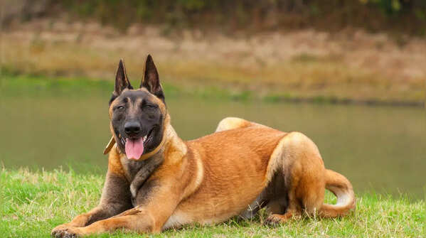 Protective Belgian Malinois