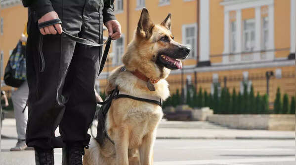 Loyal German Shepherd