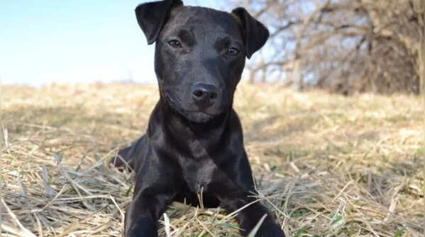 Energetic Patterdale Terrier