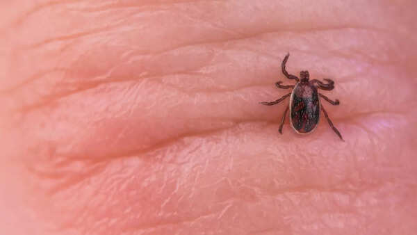 Close-up of a tick, a carrier of diseases