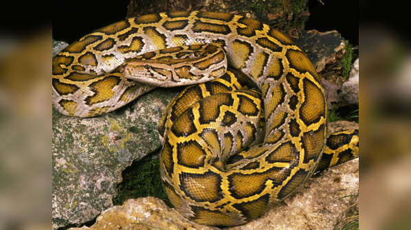 Indian Python camouflaged among fallen leaves in its natural habitat.