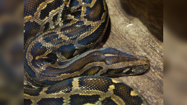 Burmese Python resting amongst lush vegetation in Southeast Asia.