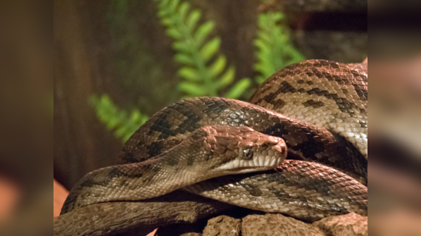Amethystine Python showcasing the shimmering sheen of its scales.
