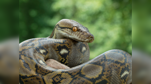 Reticulated Python displaying its intricate scale pattern.