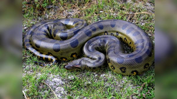 Green Anaconda submerged in the murky waters of the Amazon.