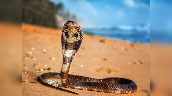 King Cobra displaying its iconic hood in a defensive posture.
