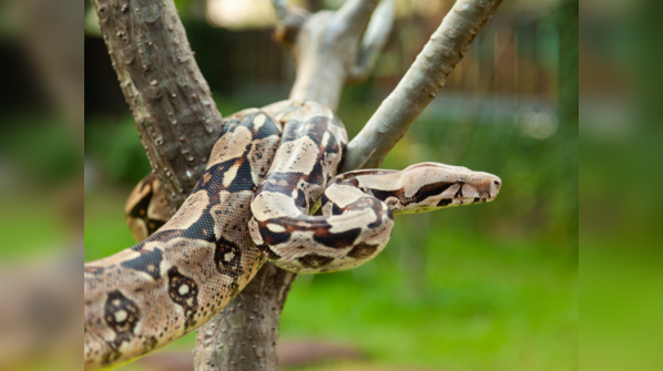 Boa Constrictor coiled around a tree branch in a tropical forest.