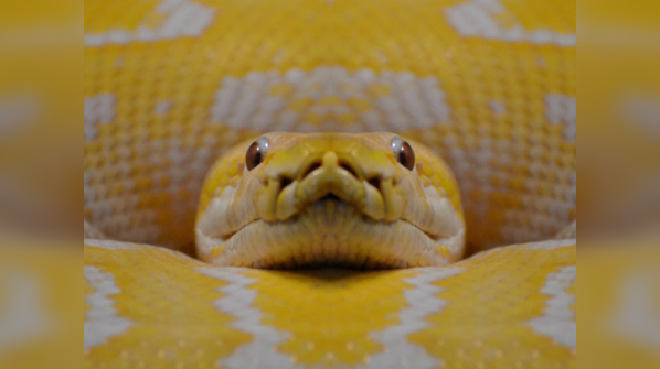 Yellow Anaconda swimming in a murky South American river.