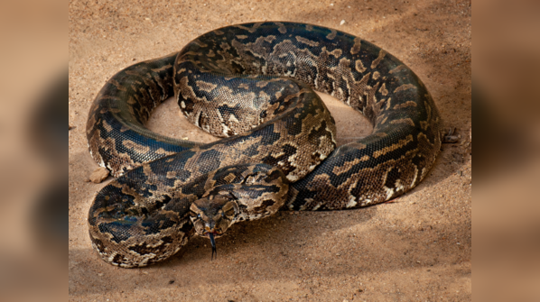 Southern African Rock Python basking in the sun on rocky terrain.