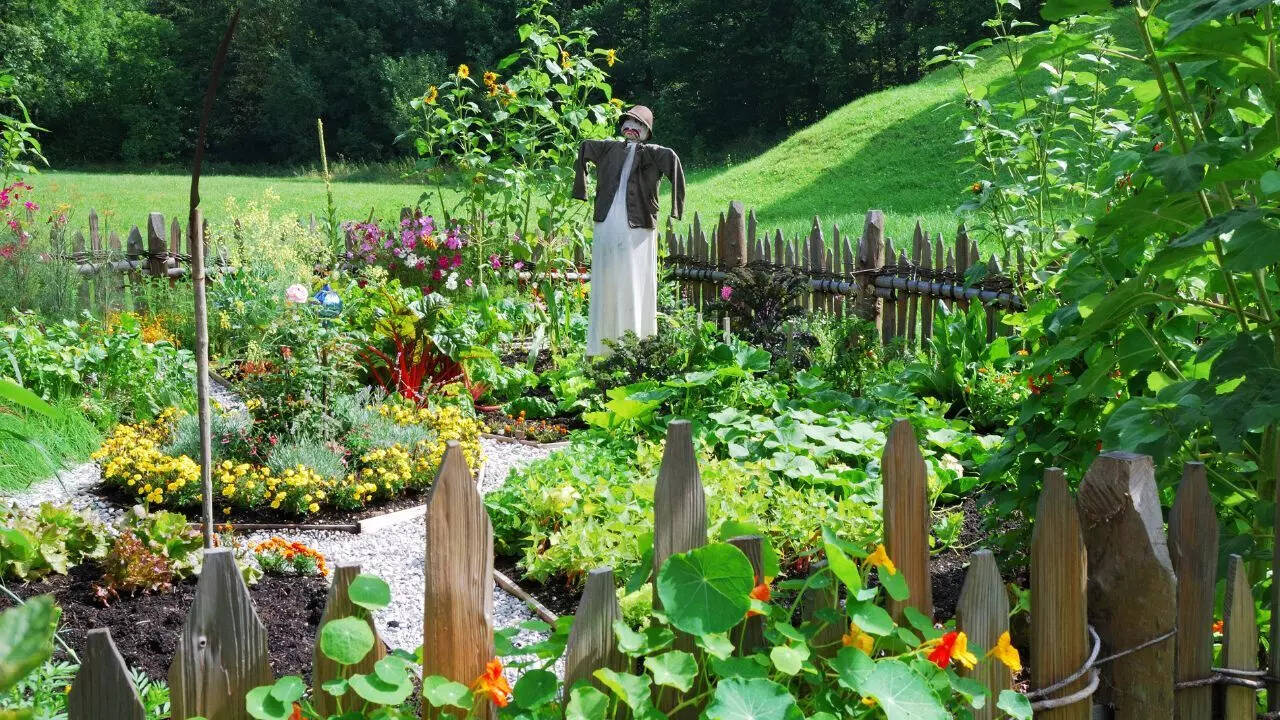 Preparing a kitchen garden for the monsoon season