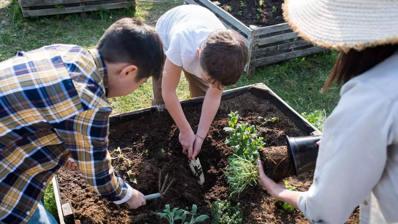 Preparing soil for planting during the monsoon
