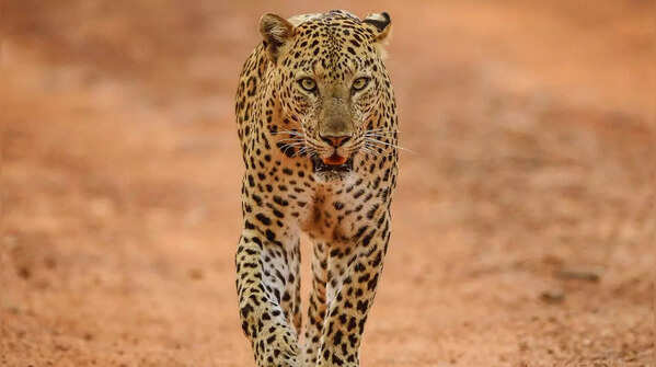 Jhalana Leopard Reserve, Rajasthan