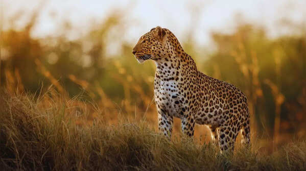 Sanjay Gandhi National Park, Maharashtra