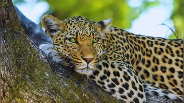 Jawai Leopard Reserve, Rajasthan