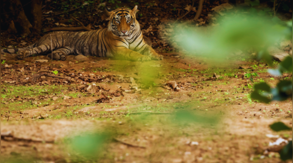 Periyar Tiger Reserve, Kerala