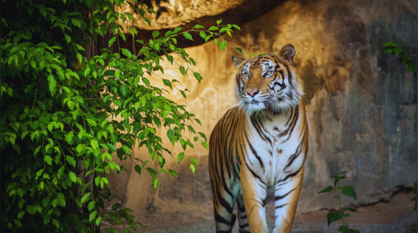 Sundarbans Tiger Reserve, West Bengal