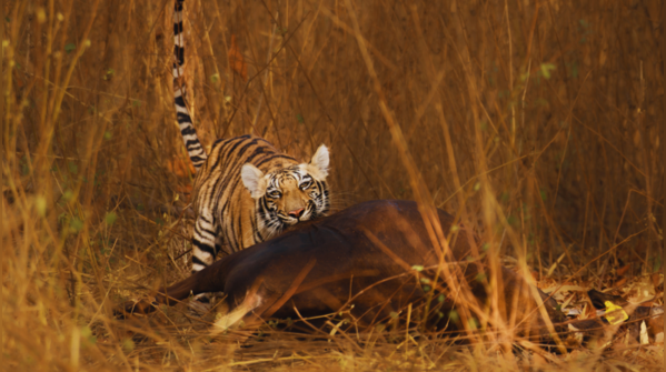 Tadoba-Andhari Tiger Reserve, Maharashtra