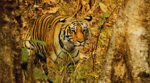 Pench Tiger Reserve, Madhya Pradesh–Maharashtra