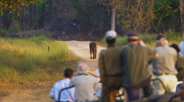 Kanha Tiger Reserve, Madhya Pradesh