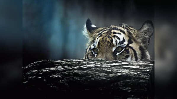 Bandhavgarh National Park, Madhya Pradesh