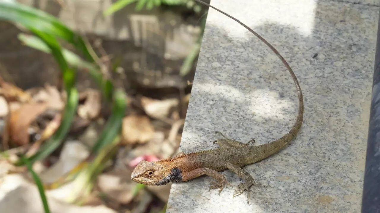 Garden lizard