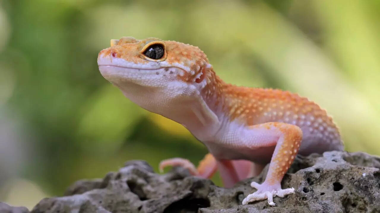 Geckos
