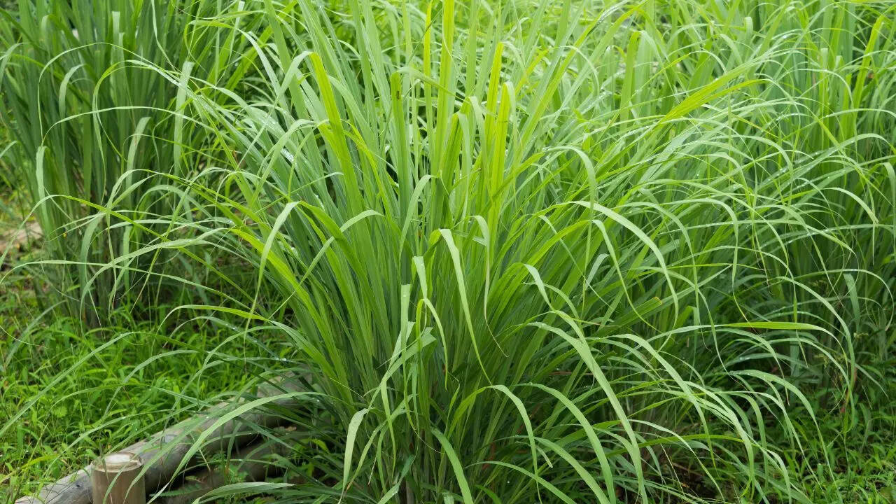 Grow lizard-repellent plants