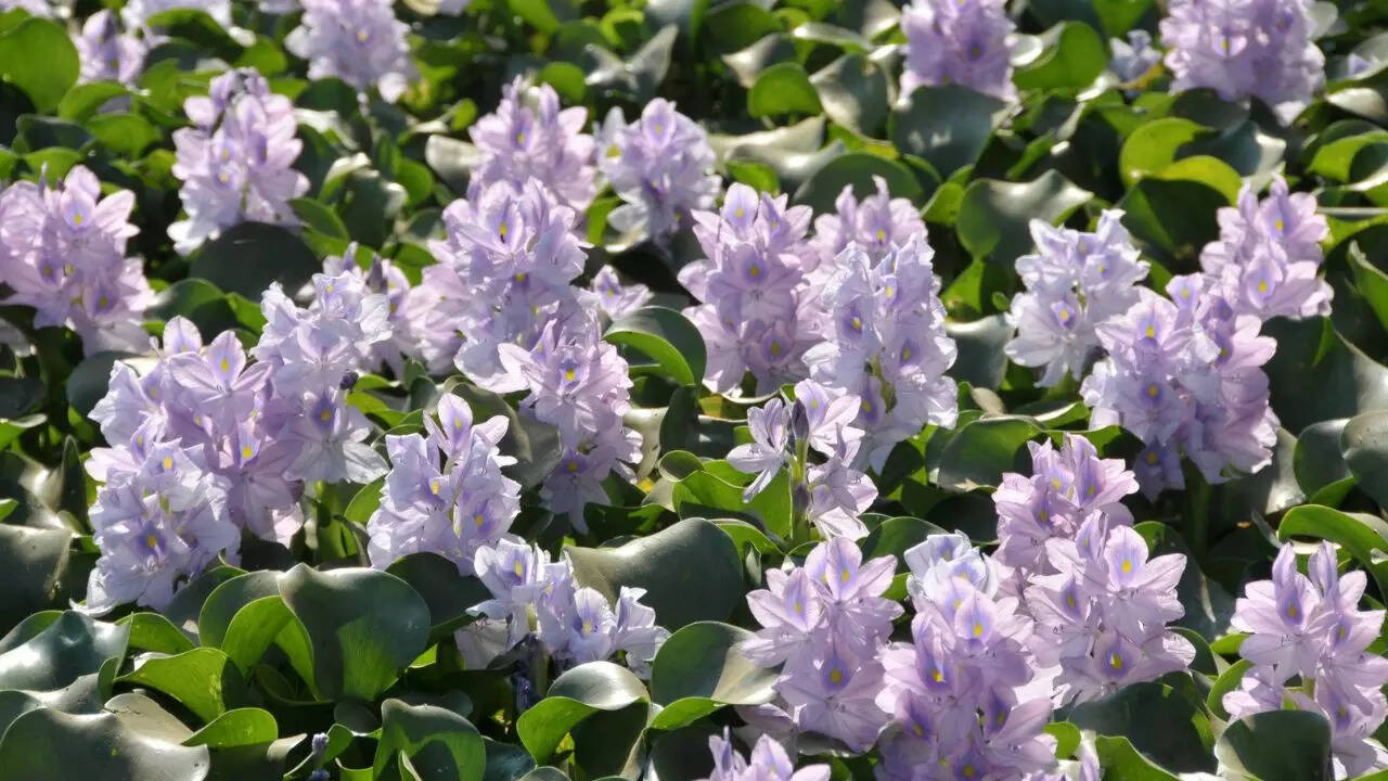 How water hyacinth creates the perfect mosquito breeding ground