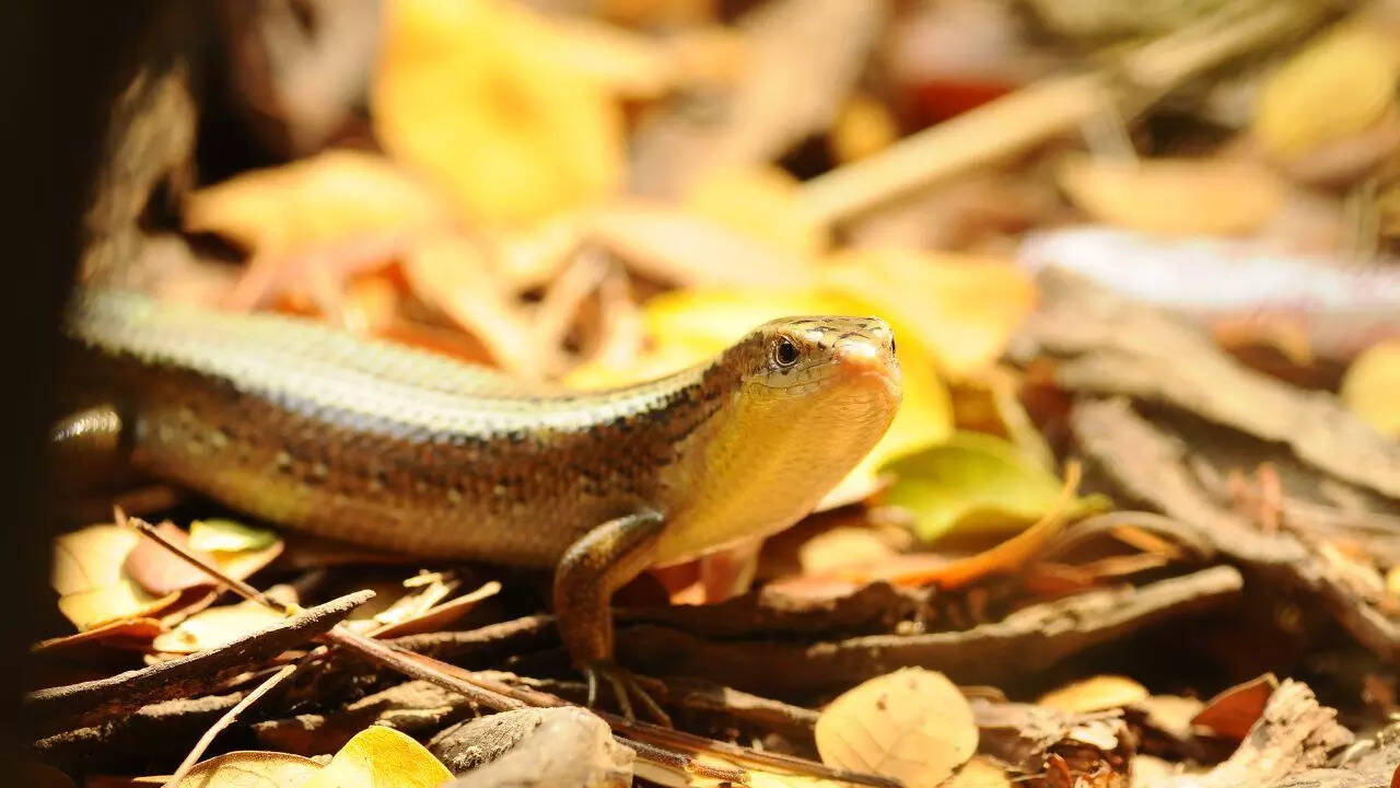 Skinks