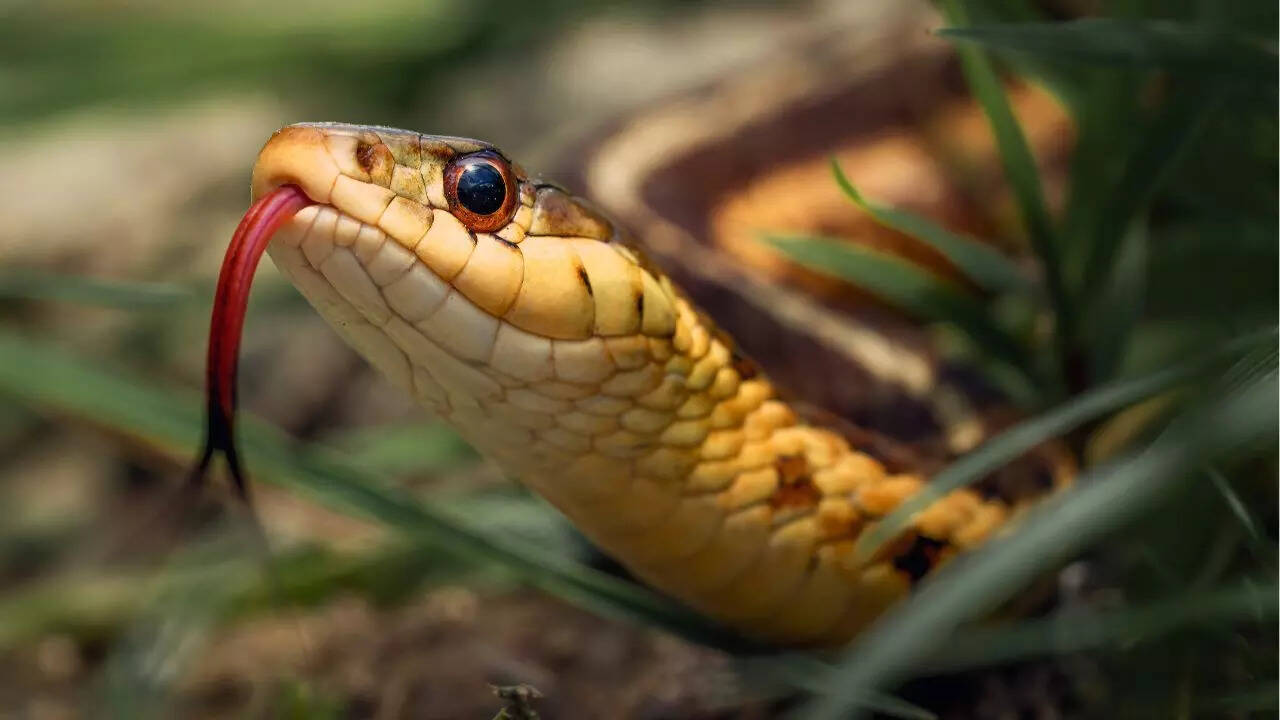 Snakes